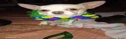 Chihuahua perros en venta: Chihuahua hembra  - Anuncio 5