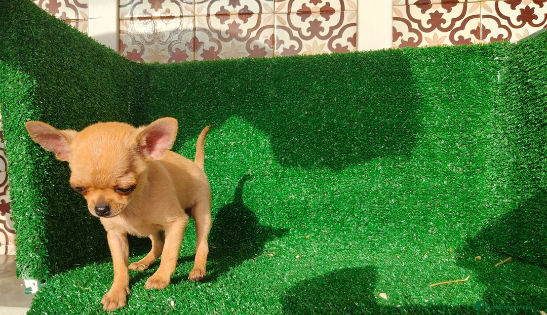 Chihuahua perros en venta: Chihuahua  - Anuncio 6