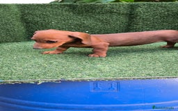 Teckel Miniatura perros en venta: teckel canichen roja - Imagen 4