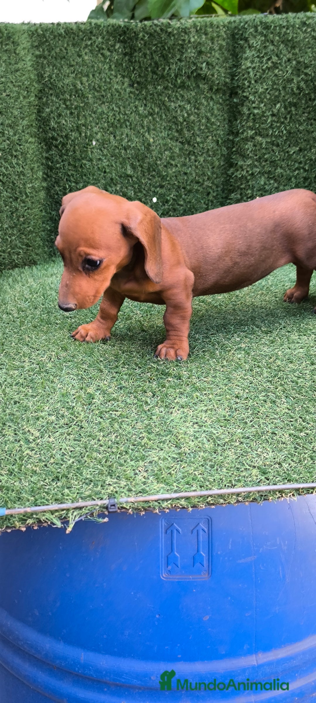 Teckel Miniatura perros en venta: teckel canichen roja - Imagen 4