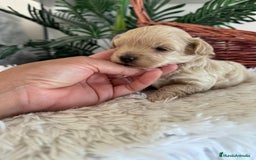 Maltipoo perros en venta: MALTIPOO MACHO - Imagen 26