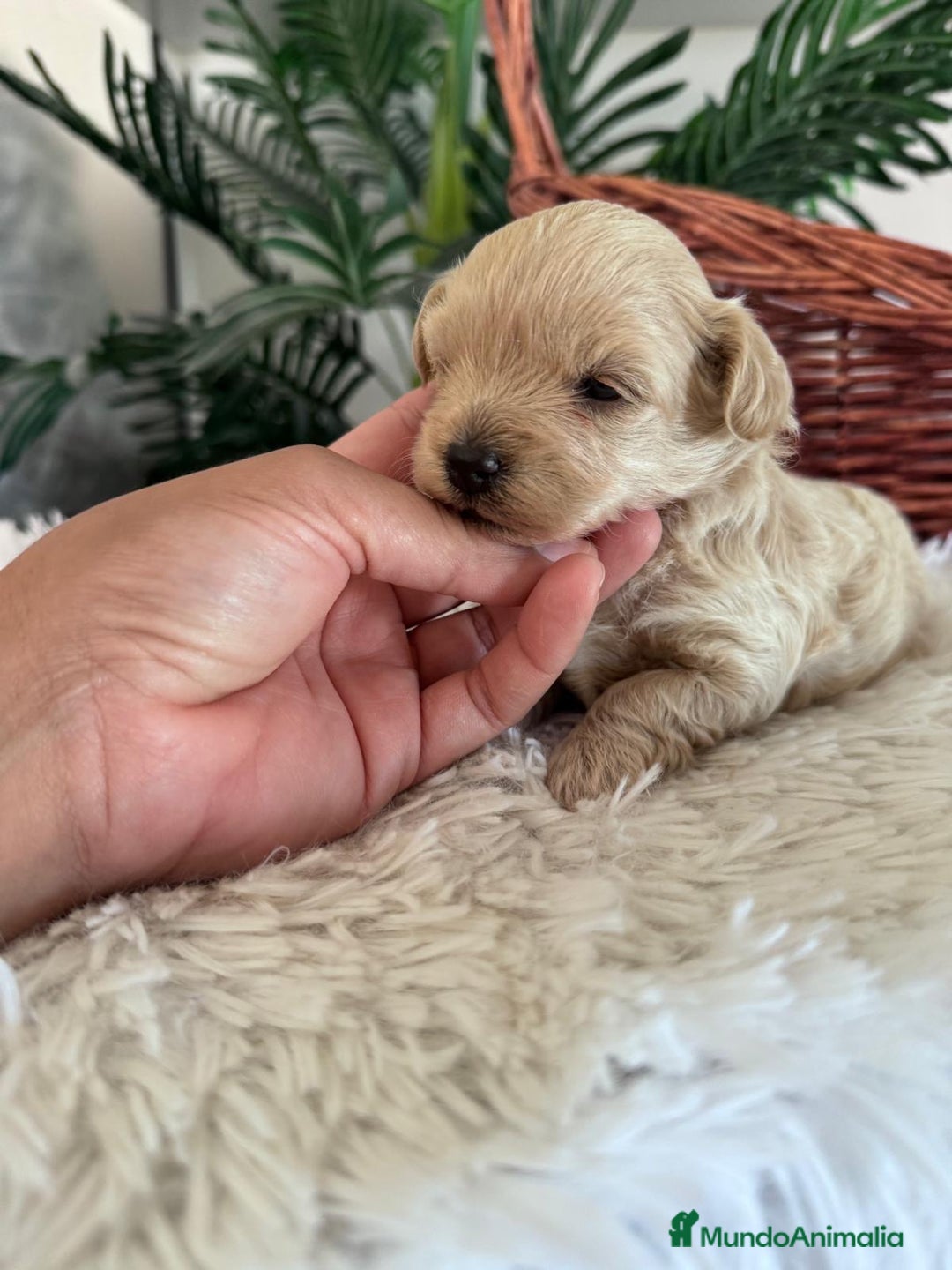 Maltipoo perros en venta: MALTIPOO MACHO - Imagen 26