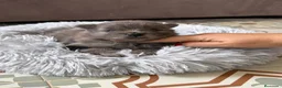 Pomerania perros en venta: pomerania  - Anuncio 3