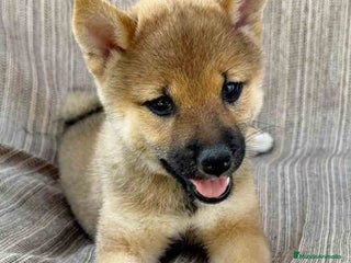 Shiba Inu perros en Barcelona - Anuncio 8