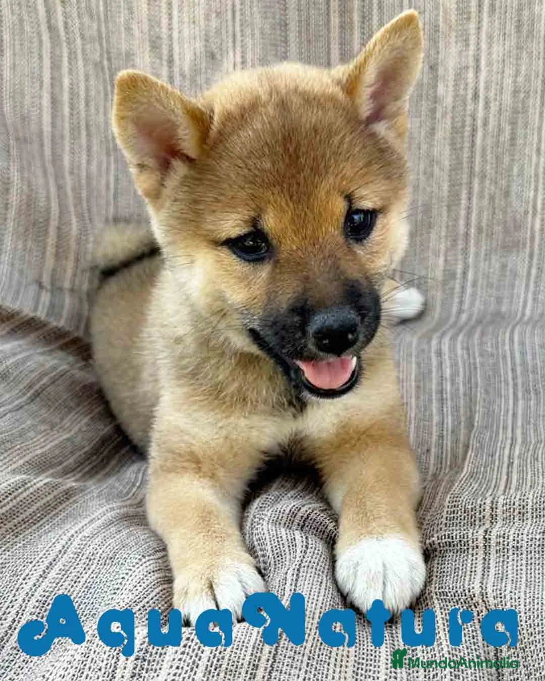 Shiba Inu perros en venta: Shiba Inu Hembra 7189 - AQUANATURA en Barcelona - Anuncio 1