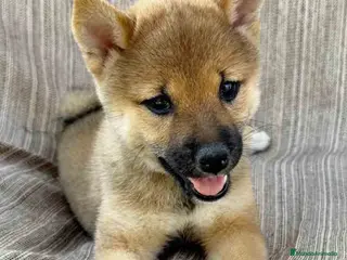Shiba Inu perros Shiba Inu Hembra 7189 - AQUANATURA en Barcelona - Anuncio 20