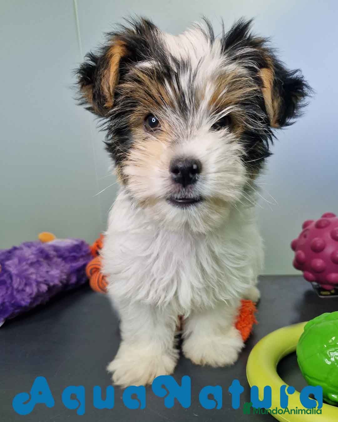 Biewer Yorkshire Terrier a la Pom Pon perros en venta: Yorkshire Biewer Hembra CJMM 1764 AQUANATURA - Imagen 9