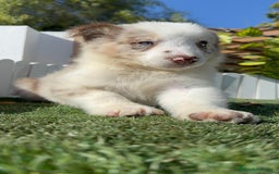 Border Collie perros en venta: BORDER COLLIE - Anuncio 8