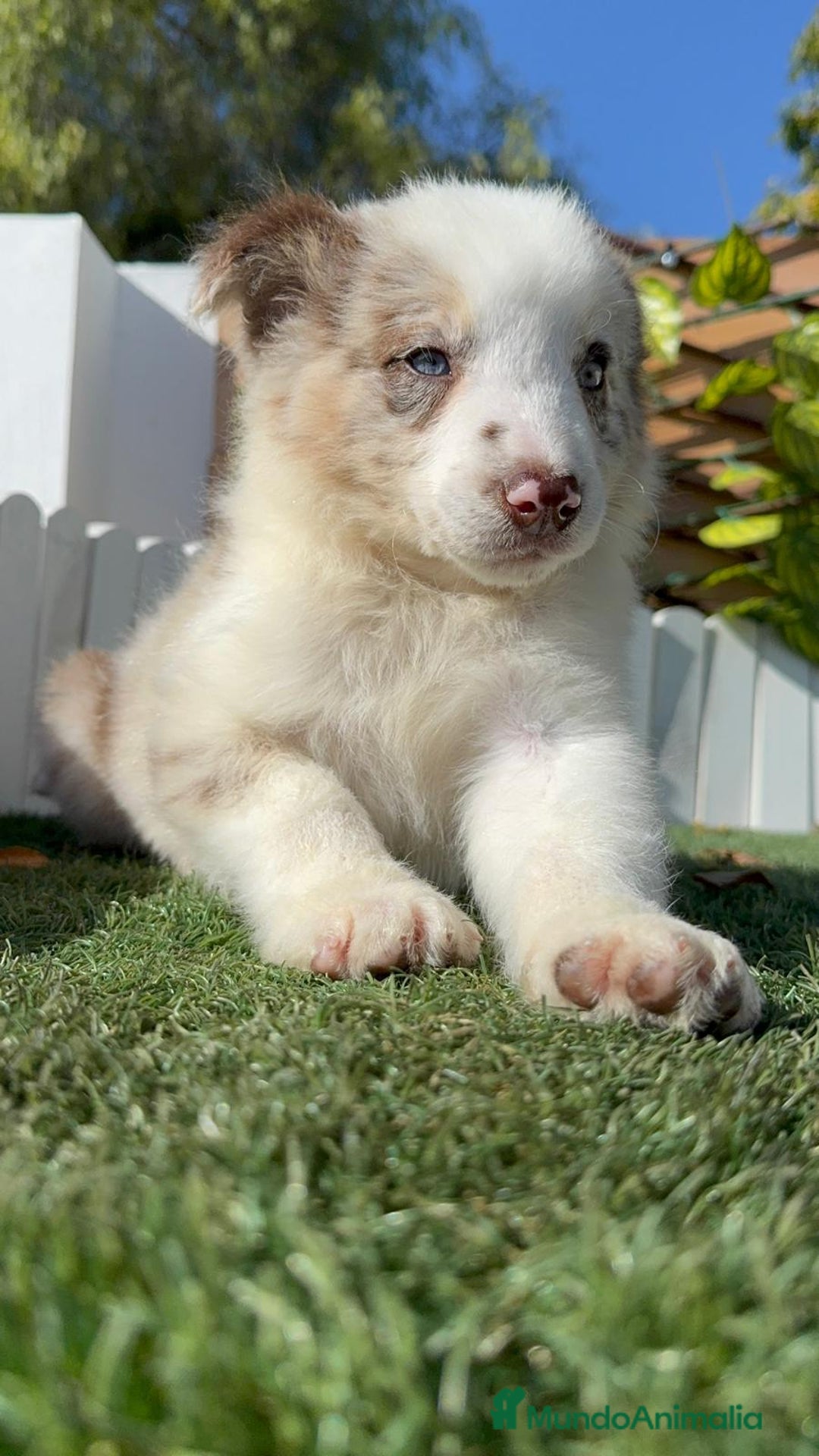Border Collie perros en venta: BORDER COLLIE - Anuncio 8