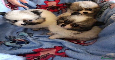 Pomerania perros - Propaganda 3