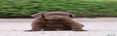 Labrador Retriever 2