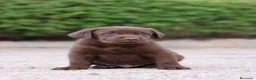 Labrador Retriever perros en venta: Preciosos cachorros de Labrador Retriever chocolat - Anuncio 16