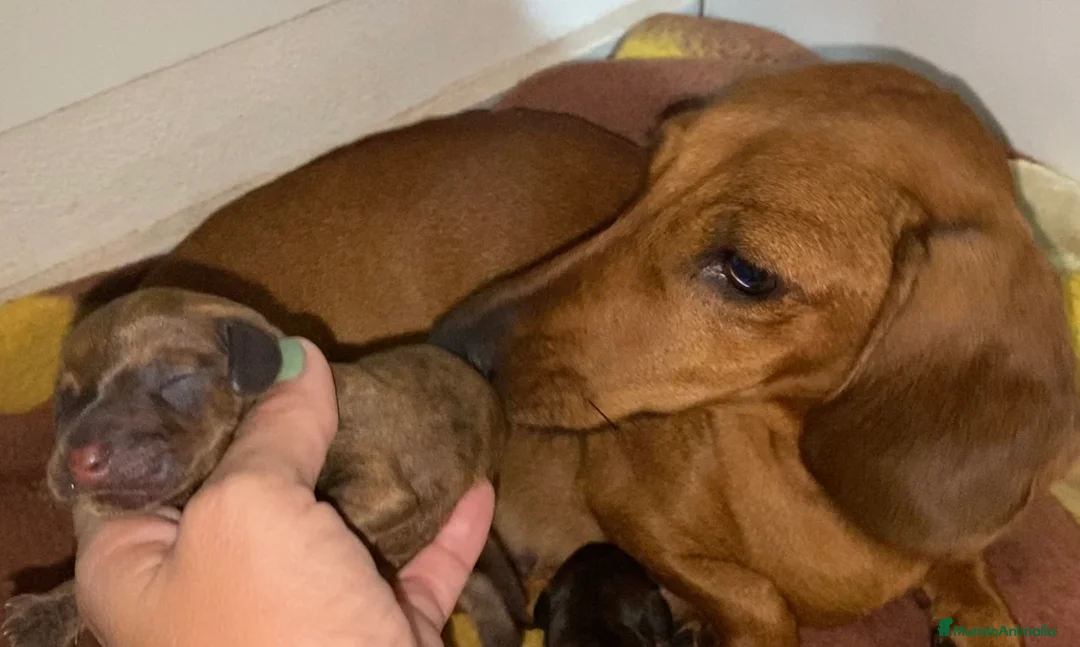 Imagen de galería {{count}}