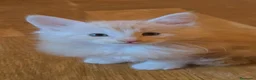 Bosque de Noruega gatos en venta: Bosques de Noruega  - Anuncio 18