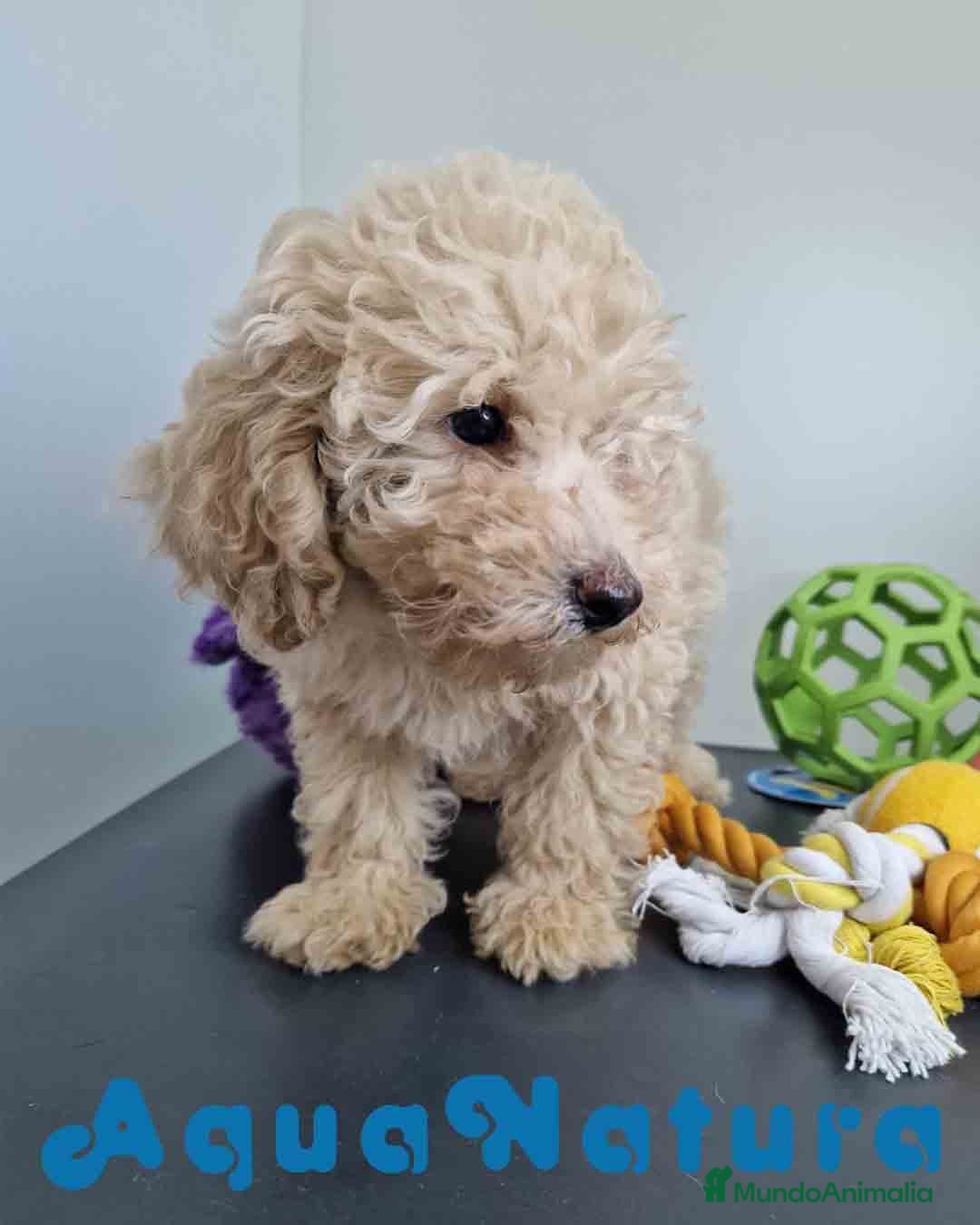 Caniche Toy perros en venta: Caniche Hembra 1746 AQUANATURA - Imagen 6