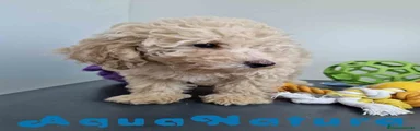 Caniche Hembra