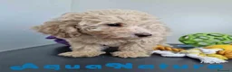 Caniche Toy perros en venta: Caniche Hembra 1746 AQUANATURA - Anuncio 6