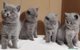 Británico de Pelo Corto Azul gatos en venta: British Shorthair  - Anuncio 2