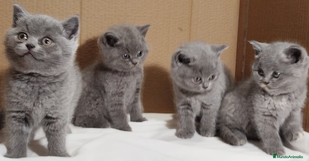 Británico de Pelo Corto Azul gatos en venta: British Shorthair  - Anuncio 2