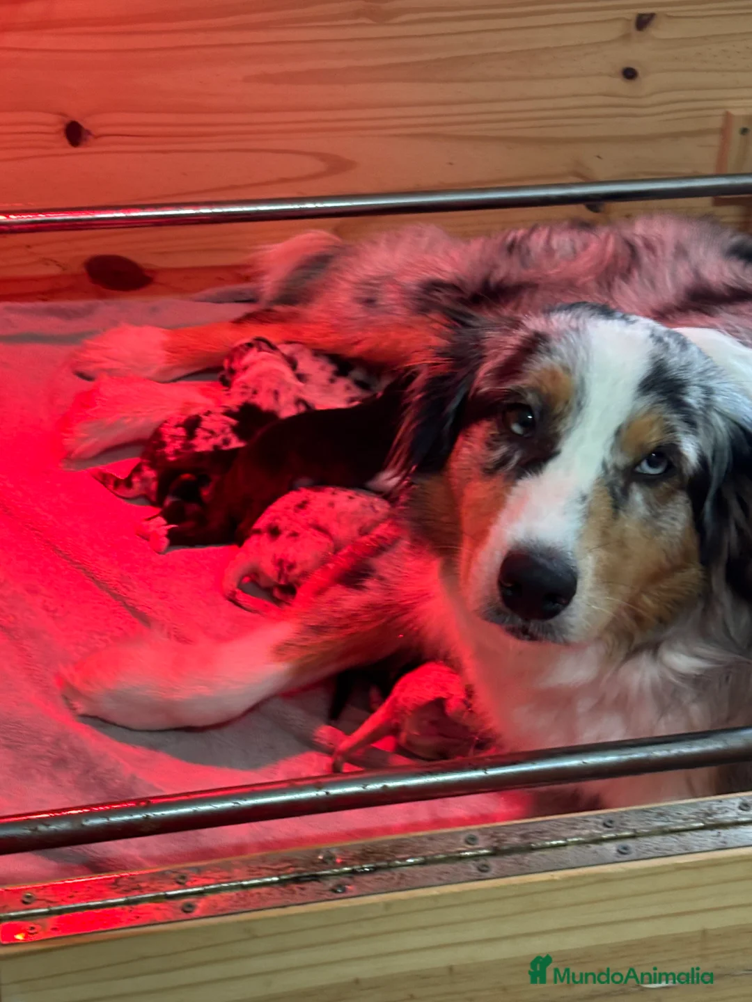 Pastor Australiano perros en venta: Cachorros pastor australiano  - Anuncio 8