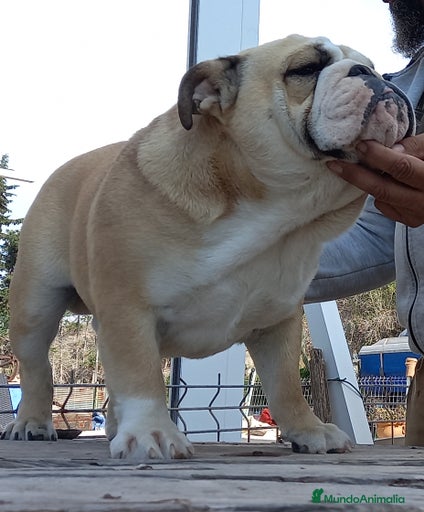 Imagen de galería {{count}}