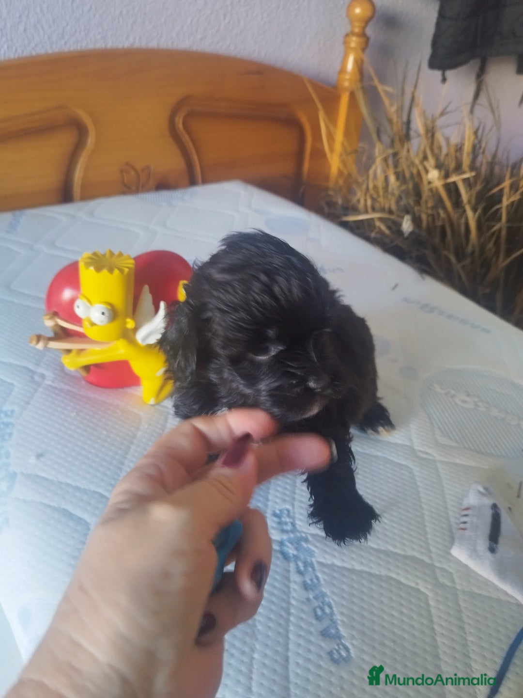 Maltipoo perros en venta: MALTIPOO MACHO CALIDAD Y SELECCIÓN  - Imagen 4