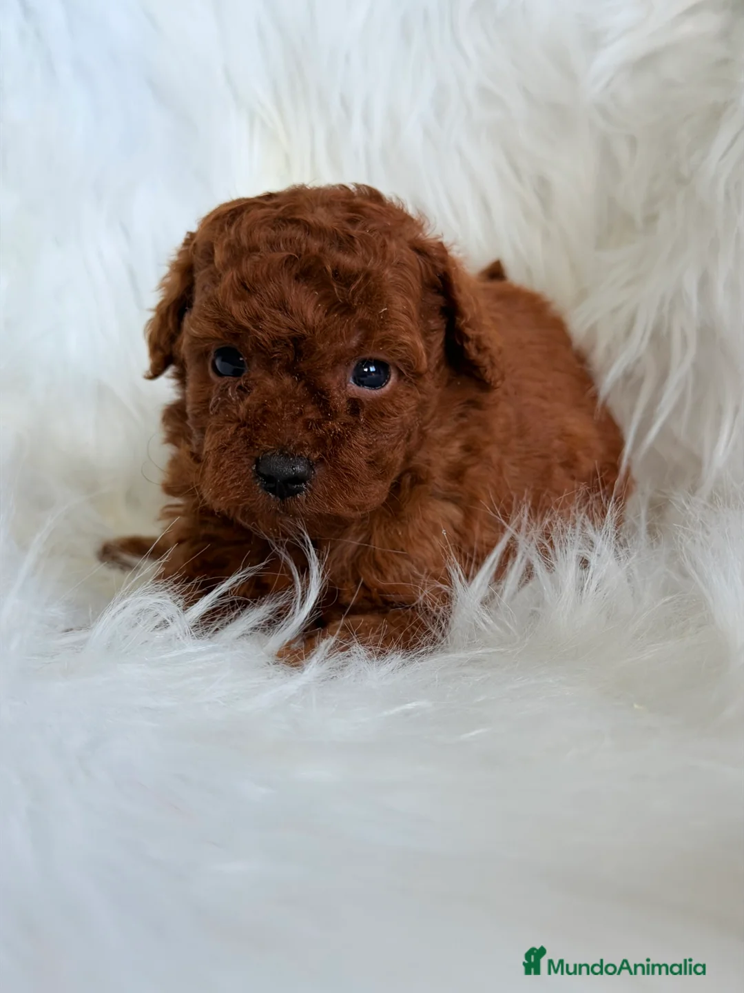 Caniche Toy perros en venta: Caniche rojo pimentón Toy  - Anuncio 2