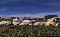 Bichón Maltés perros en venta: PRECIOSOS CACHORROS - Anuncio 1