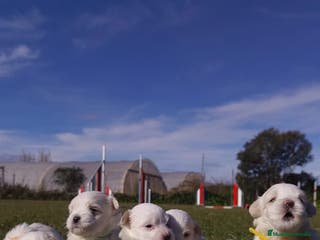 Bichón Maltés perros PRECIOSOS CACHORROS - Anuncio 13
