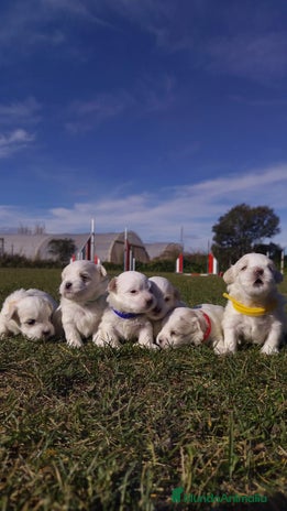 Bichón Maltés perros PRECIOSOS CACHORROS - Anuncio 3