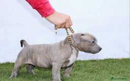 American Pit Bull Terrier perros en venta: American pitbull terrier mejor criadero de España  - Imagen 11