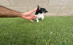 Chihuahua perros en venta: Chihuahua micro toy - Imagen 14