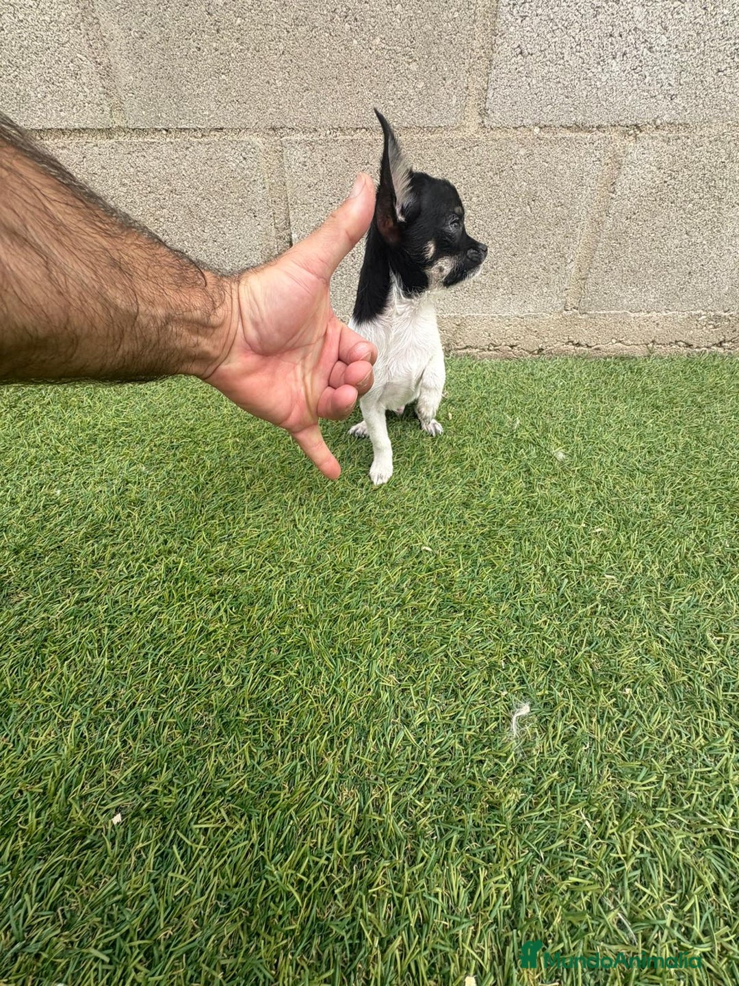 Chihuahua perros en venta: Chihuahua micro toy - Imagen 14