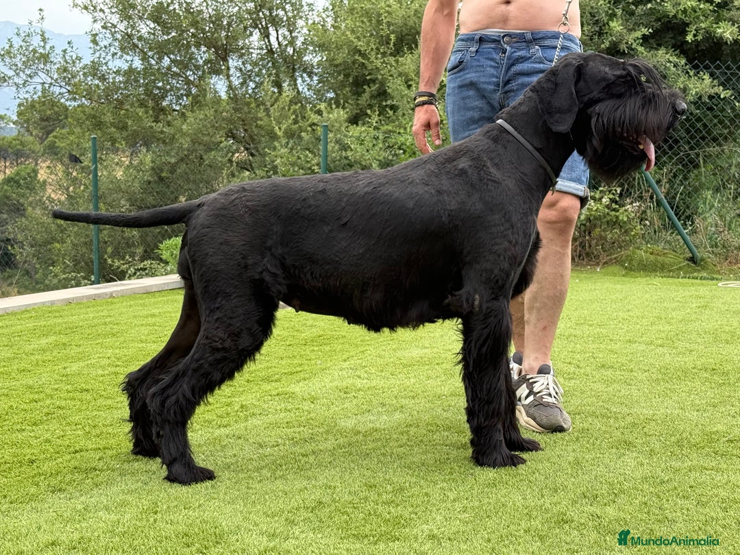 Schnauzer Gigante perros en venta: SCHNAUZER GIGANTE - Imagen 4