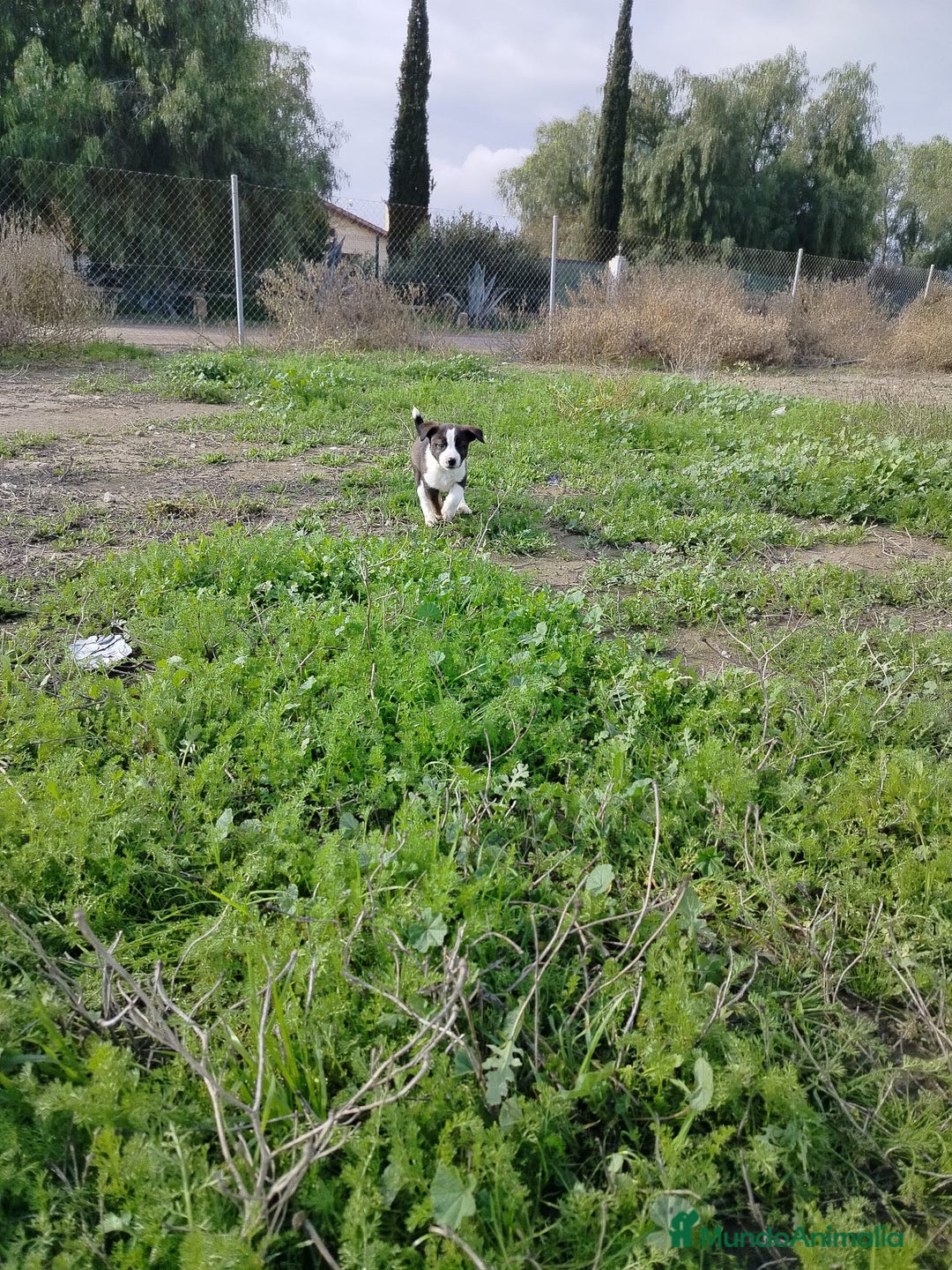Border Collie perros en venta: BORDER COLLIE - Anuncio 12