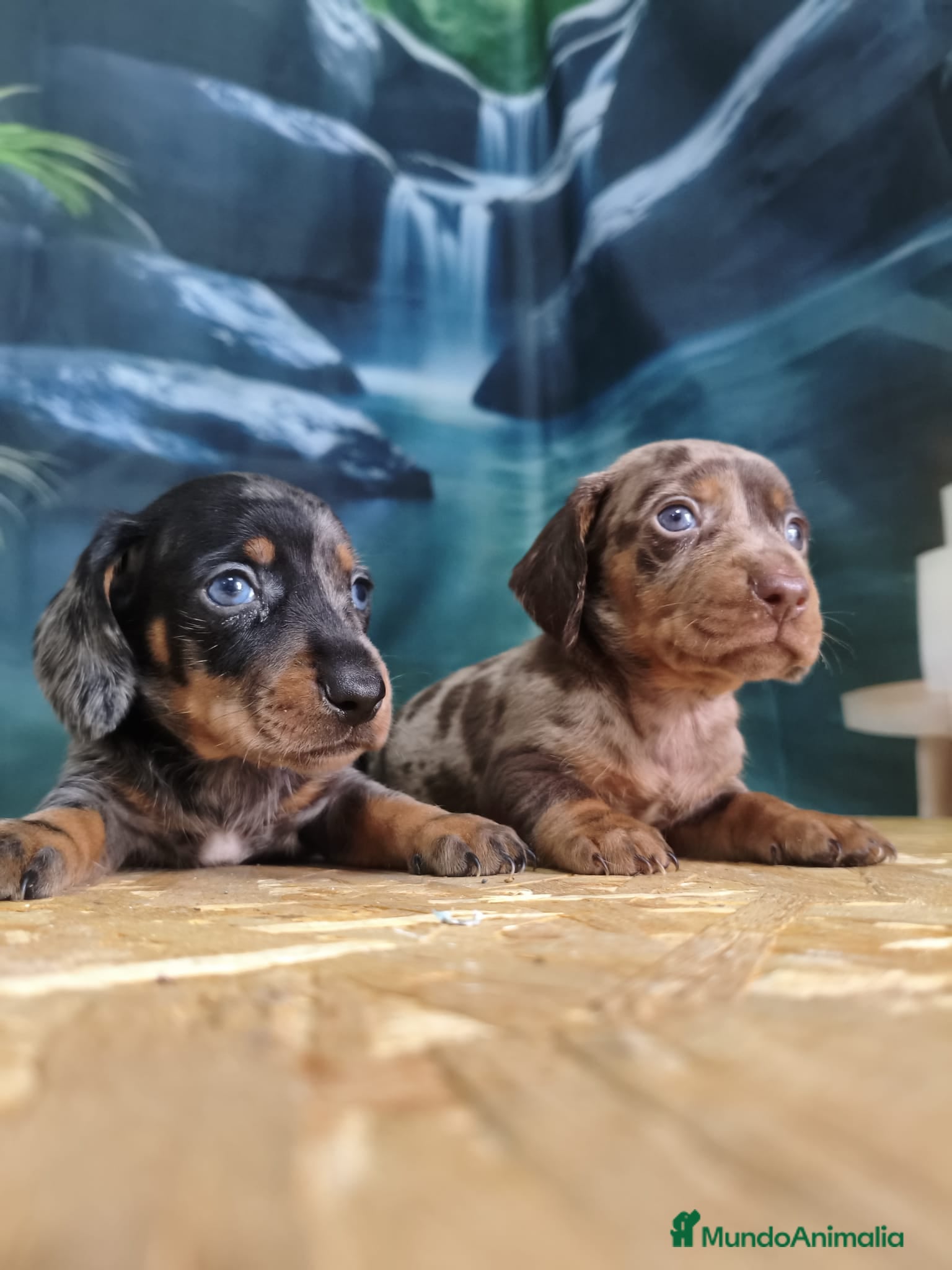 Teckel Miniatura perros teckel miniatura - Anuncio 1
