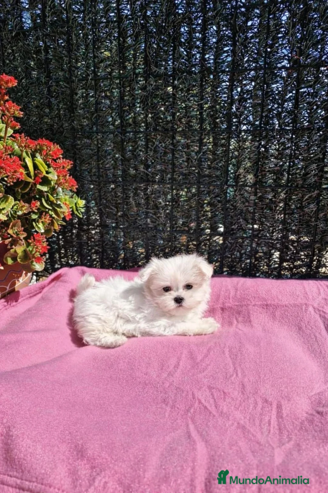 Bichón Maltés perros en venta: Bichón Maltés Toy - Anuncio 4