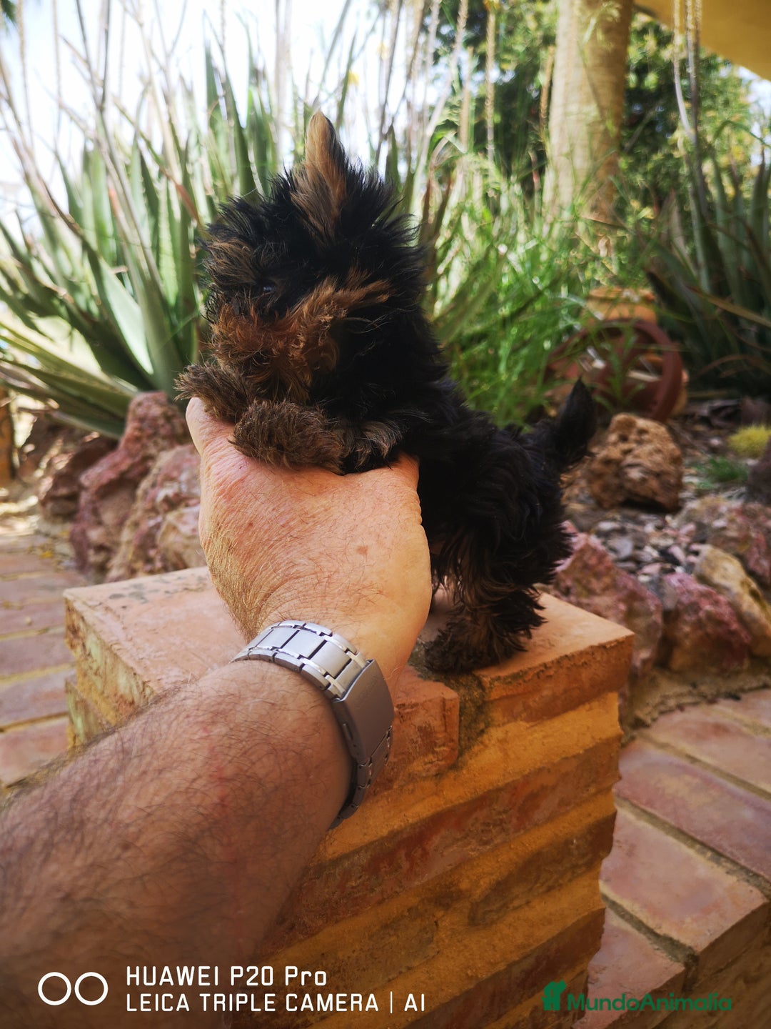 Yorkshire Terrier perros en venta: Cachorros de yorkshire mini - Imagen 2