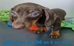 Teckel Miniatura perros en venta: Teckel Hembra DCD 5778 AQUANATURA - Imagen 5