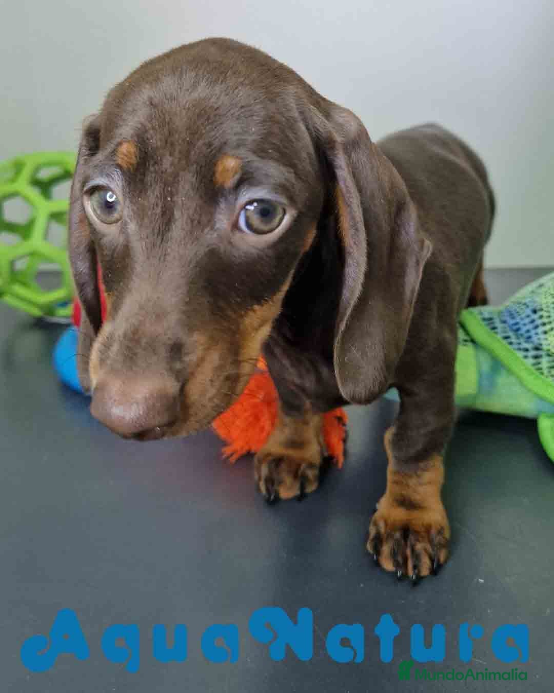 Teckel Miniatura perros en venta: Teckel Hembra DCD 5778 AQUANATURA - Imagen 5