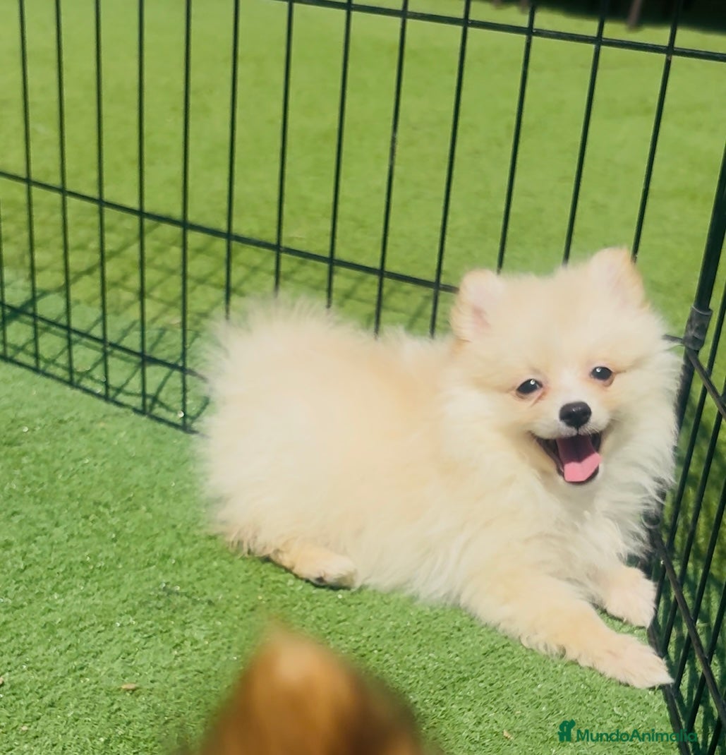 Pomerania perros Pomerania - Anuncio 21