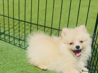 Pomerania perros - Anuncio 37