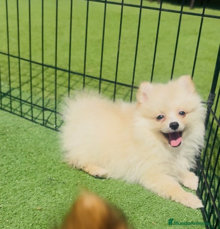 Pomerania perros - Anuncio 8