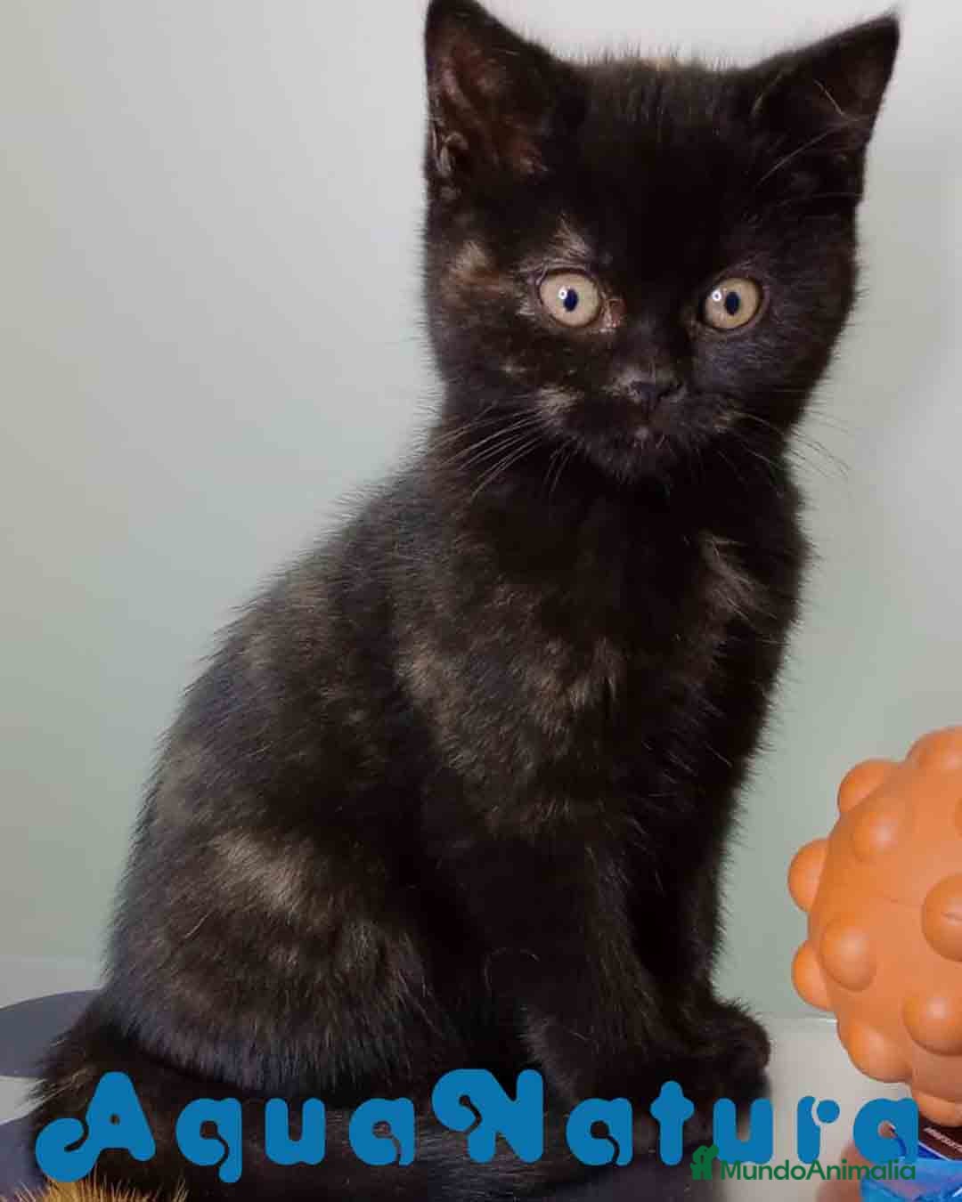 Británico de Pelo Corto gatos en venta: British Hembra 7790 AQUANATURA - Anuncio 2