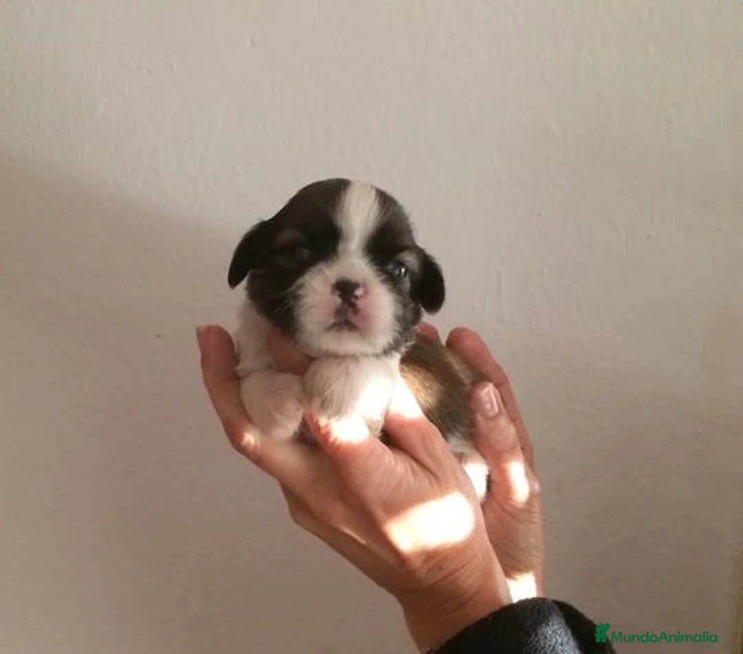 Shih Tzu perros en venta: Shihtzus preciosos en Barcelona - Anuncio 8