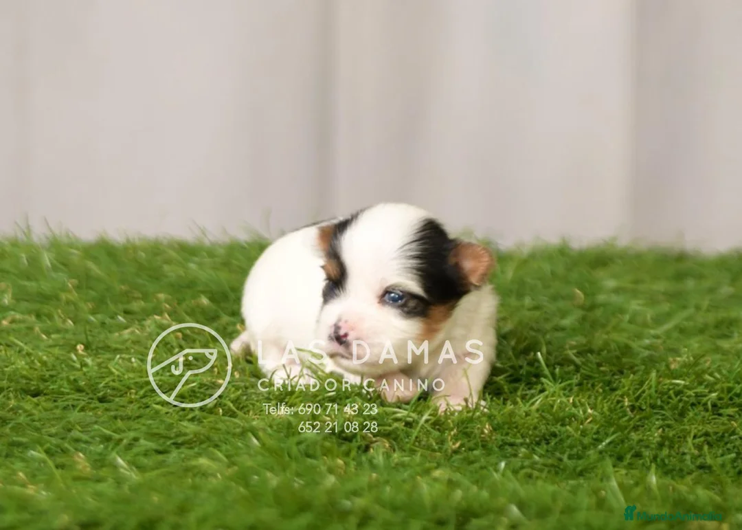 Biewer Yorkshire Terrier a la Pom Pon perros en venta: Biewer yorkshire - Anuncio 3