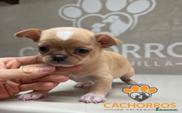 Chihuahua perros en venta: Chihuhua - Anuncio 3