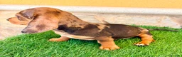Teckel Miniatura perros en venta: Teckel miniatura merle choco - Anuncio 13