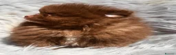 Pomerania perros en venta: POMERANIA CHOCOLATE MACHO - Anuncio 6