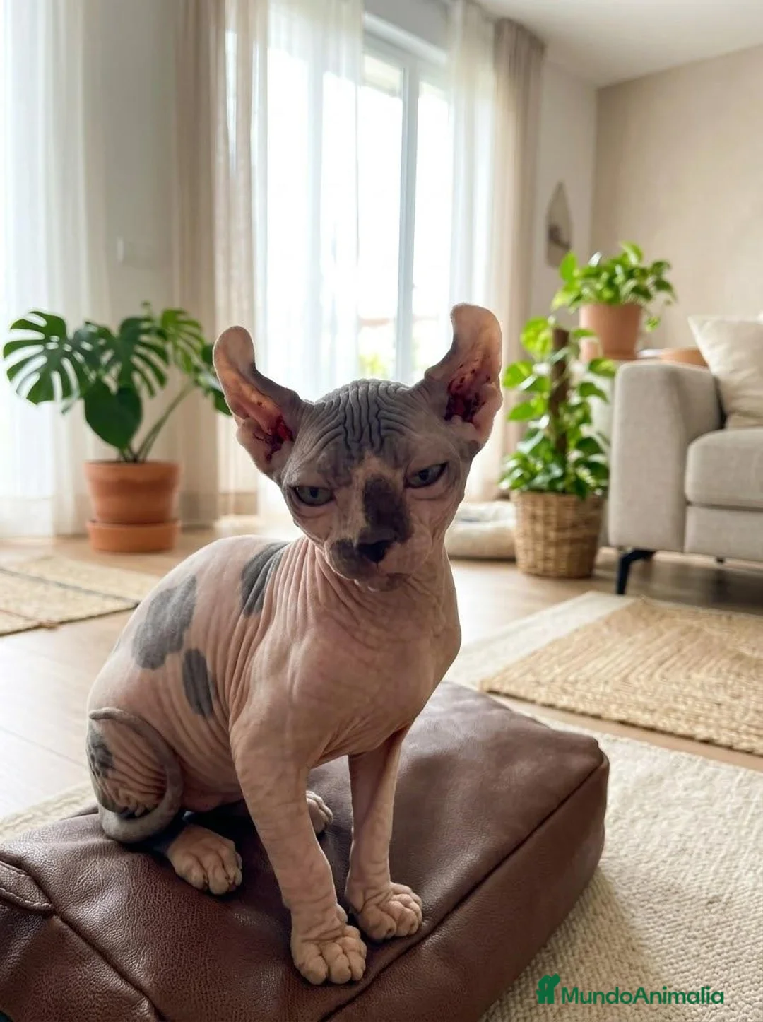 Sphynx gatos en venta: Gatitos sphynx  - Anuncio 2